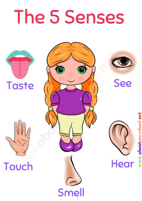 what is the 5 senses of human, activities for the 5 senses, books on the 5 senses, pictures of the 5 senses, words for the 5 senses, games for the 5 senses, the 5 senses in english, what are the 5 senses, the 5 senses, what are the 5 senses, the 5 senses, the 5 senses of the body, the 5 senses activities for preschoolers, kindergarten 5 senses activities, kindergarten 5 senses worksheets, what are the 5 senses of the body, kindergarten 5 senses lesson plan, Five Senses Chart, 5 Senses For Kids, 5 Senses For Kindergarten, Five Senses Preschool Worksheets, Human Senses, 5 Senses Poster, The Five Senses Preschool, 5 Senses For Preschool, Sense Organs Project For Kids