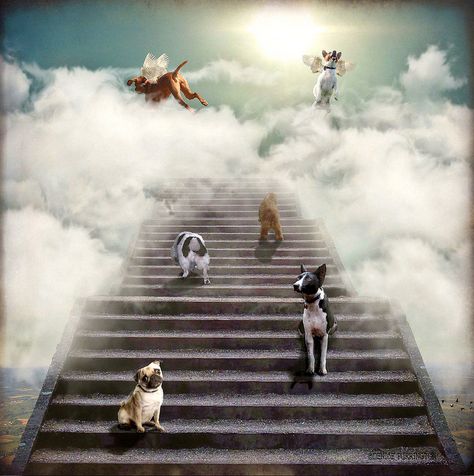 All Dogs Go To Heaven    Tim went to doggy heaven last night.  He will be sadly missed. Baby Chihuahua, All Dogs Go To Heaven, Dogs Go To Heaven, Dog Quotes Love, Dog Heaven, Image Chat, Three Dogs, Love My Dog, Pet Loss