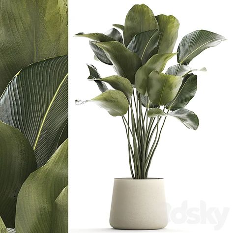 Download Link: https://3ds-max.org/plants/beautiful-exotic-bush-plant-calathea-lutea-in-a-pot-1300-3d-model-free-download/ Japandi Plants, Plants Photoshop, Calathea Lutea, Plant Calathea, Art Curation, Styling Portfolio, Plants Beautiful, Bush Plant, Calathea Plant