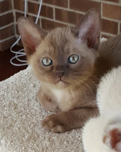 Cutest Kitten Breeds, Cute Cats Pictures, Burmese Kittens, Hate Cats, Devon Rex Cats, Burmese Cat, Cats Pictures, Cats Photos, Rex Cat