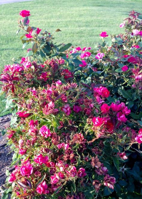 Rose Rosette Virus - Neil Sperry's Notes Rosette Disease, Farm And Garden, Texas Gardening, Gardening Tips And Tricks, House Landscape, North Texas, Pest Control, Sperrys, Gardening Tips