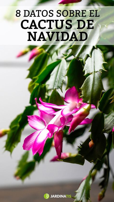 Te contamos 8 datos muy interesantes y útiles sobre el cuidado y mantenimiento de la Schlumbergera x Buckleyi, más conocida como Cactus de Navidad. #cactus #navidad #jardinería #jardinatis #plantas #cuidados #Schlumbergera Christmas Cactus Care, Easter Cactus, Holiday Cactus, Cactus Care, Eco Life, Flower Garden Design, Succulent Care, Christmas Cactus, Propagating Plants