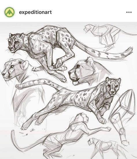 Claire Wendling, Cat Running, Running Design, Cat Anatomy, Animal Drawings Sketches, Drawing Eyes, Big Cats Art, Animal Study, Anatomy Study