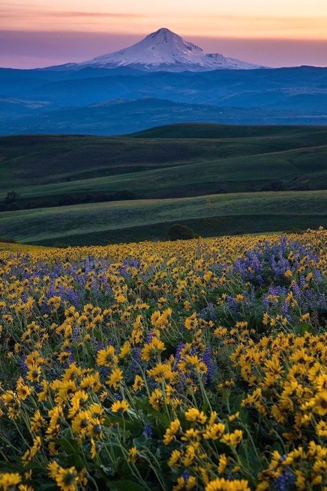 PicPublic on Twitter: "Spring in Oregon… " Oregon Scenery, Oregon Spring, Oregon Mountains, Spring Trip, Oregon Travel, Beautiful Nature Scenes, Beautiful Scenery, Nature Scenes, Nature Pictures