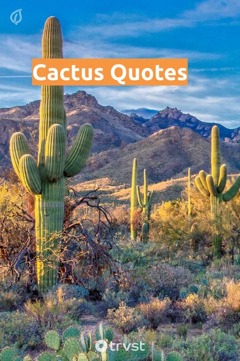 Desert Flower Quotes, Insignificant Events In The Life Of A Cactus, Cactus Captions For Instagram, Cactus Sayings Quotes, Quotes About Cactus, Desert Sayings, Cacti Quotes, Cactus Quotes Inspirational, Cactus Sayings