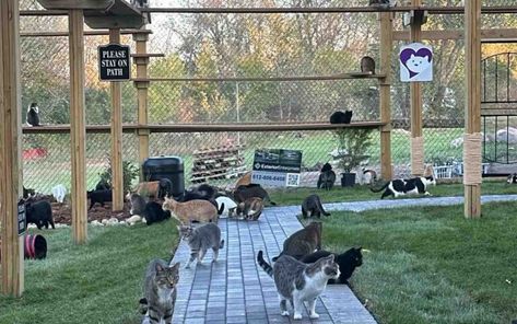 Minnesota Cat Sanctuary Unveils New Outdoor Playground for Feral Rescues: ‘People care about them’ Faribault Minnesota, Outdoor Cat Shelter, Cat Farm, Outdoor Structure, Cat Sanctuary, Outdoor Cat House, Outdoor Cat, Foster Kittens, Outdoor Cats