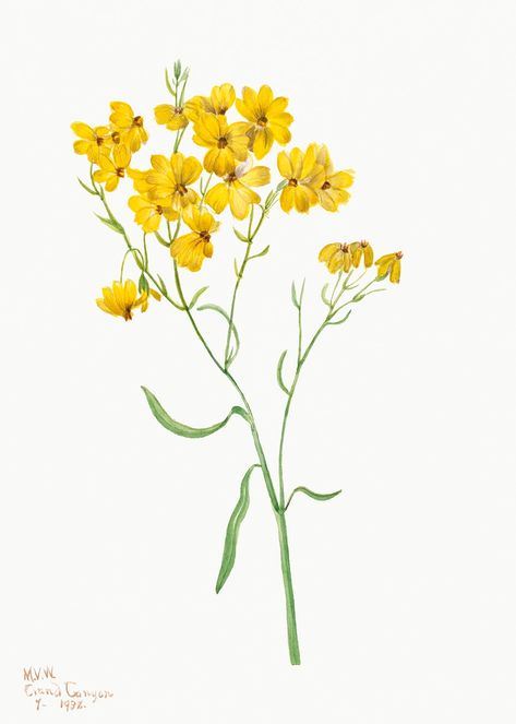 Psilostrophe sparsiflora (1938) by Mary Vaux Walcott. Original from The Smithsonian. Digitally enhanced by rawpixel. | free image by rawpixel.com Yellow Flowers Illustration, Botanical Printables, Antique Illustration, Vintage Nursery, Letter Design, Flower Fairies, Plant Illustration, Plant Species, Wedding Invite