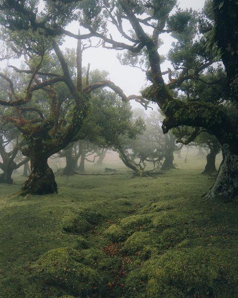 Michael | travel & outdoors on Instagram: “The definition of a fairytale forest 🧚‍♂️ Guess where this is! Follow @michaelkagererpresets to see how I edit my pictures! Make sure…” Elizabeth + Core + Aesthetic, Dark Naturalism, Fairytale Forest, Dark Paradise, Old Trees, Travel Outdoors, Forest Fairy, Nature Aesthetic, Pics Art