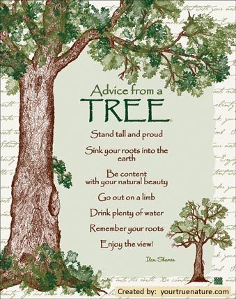 Advice From A Tree, Save Trees, Tree Signs, Drink Plenty Of Water, Arbour Day, Jewish Holidays, Tree Hugger, True Nature, Tree Stand