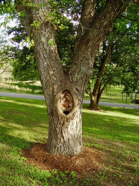 When trees develop holes or hollow trunks, this can be a concern for many homeowners. Will a tree with a hollow trunk or holes die? Should you be patching a tree hole or hollow tree? Read here to find out. Mandevilla Vine, Hollow Tree, Sycamore Tree, Tree Removal, Tree Trunks, Tree Care, Shade Trees, Fairy Doors, Easy Plants