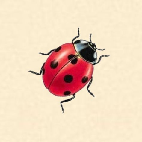 Ladybug Pictures Image, Ladybug Tattoo Stencil, Unique Friendship Tattoos, Unique Best Friend Tattoos, Bff Tattoo Ideas, Ladybird Tattoo, Ladybug Tattoos, Ladybug Drawing, Venom Tattoo