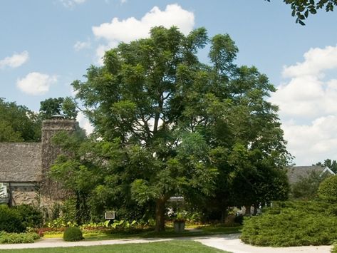 Gymnocladus dioicus (Kentucky coffee-tree): Go Botany Kentucky Coffee Tree, Patio Trees, Coffee Tree, Red Bud, Street Trees, Parts Of A Flower, Shade Trees, Sun And Water, Flower Branch