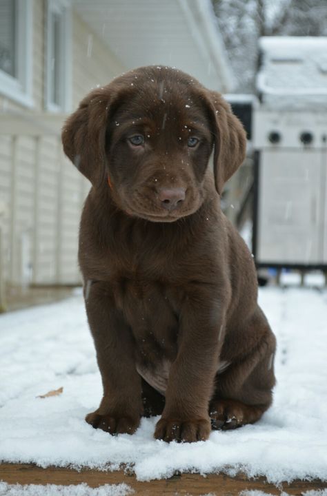 Cute Chocolate Lab Puppies, Chocolate Lab Puppy Aesthetic, Dog Drawing Reference, Chocolate Labrador Puppy, Labrador Retriever Chocolate, Chocolate Lab Puppy, Dog Videos Funny, Cute Lab Puppies, Funny Dog Quotes