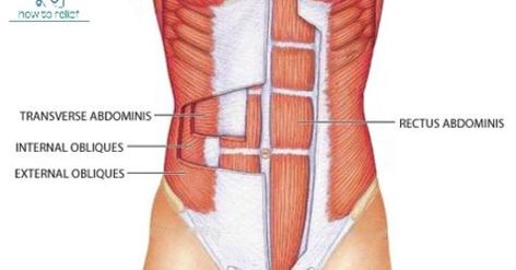 Cable Ab Exercises, Abdominal Muscles Anatomy Drawing, Abdominal Muscles Anatomy, External Oblique Muscle, Abdominal Regions, External Oblique, Abdominal Cavity, Exercises For Core, Cable Abs