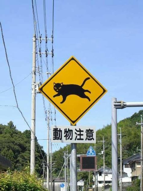 Cat Crossing, Japan. https://www.facebook.com/CultureBeyondTheBound/?fref=photo The Cat Returns, Antique Signs, Fun Signs, A Black Cat, Cat Signs, Cats Art, Road Signs, Cat Illustration, All About Cats