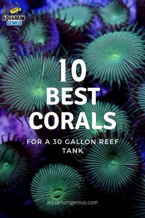 Reef Tank Ideas, Coral Reef Tank, Drop Off Reef Tank, Reef Tanks, Sea Tank, Coral Fish Tank, Reef Aquascaping, Reef Tank Design, Lagoon Reef Tank