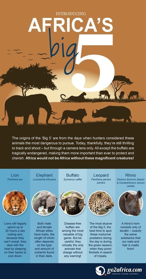 South Africa Facts, Travel In Africa, South Africa Road Trips, Animal Facts For Kids, Fun Facts For Kids, African Map, Africa Animals, African Crafts, Okavango Delta