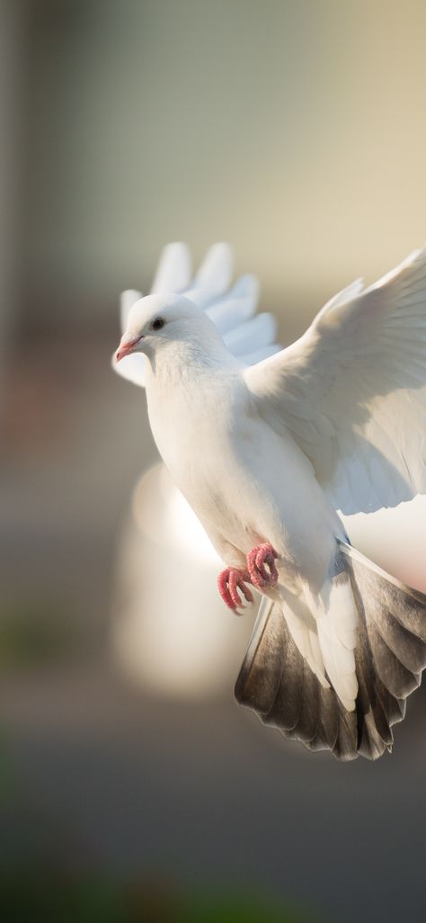 White dove, bird, flight, 1125x2436 wallpaper Dove Bird Wallpaper, Iphone Wallpaper Birds, White Bird Wallpaper, Dove Bird Art, Birds Background, Birds Wallpaper Hd, Bird Flight, Dove Images, Dove Pictures