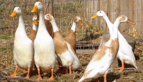 If you’re ready to expand outside the realm of chicken eggs and add other layer poultry to your farm, keep these duck breeds in mind. Running Ducks, Ducks Garden, Keeping Ducks, Raising Turkeys, Duck Breeds, Best Egg Laying Chickens, Duck Farming, Raising Ducks, Runner Ducks