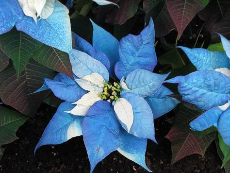 Blue Poinsettia, Christmas In Blue, Poinsettia Plant, Christmas Flower Arrangements, Christmas Poinsettia, Flower Names, Rare Flowers, Christmas Flowers, Garden Kitchen