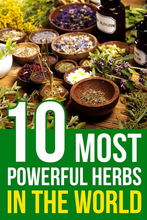 There are many healthy and useful herbs, but we narrowed it down to the 10 most powerful herbs in the world and explained how to use them. Herbs That Go Well Together, Healing Herbs And Spices, How To Start A Medicinal Herb Garden, Healthy Herbs Natural Remedies, Medical Herbs Natural Treatments, Herbal Nervines, Healing Herbs Medicine, Herbs For Beauty, Edible Herbs