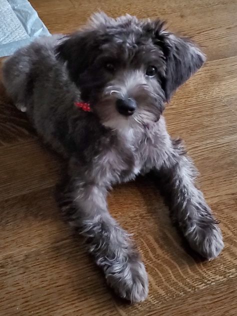 Pure black schnoodle after first haircut. She started turning silver gray. Schnoodle Haircut Styles, Black Schnoodle, Schnoodle Haircut, Schnoodle Puppy, Schnoodle Dog, Puppy Training Schedule, Dog Grooming Styles, Dog Haircuts, Grooming Style