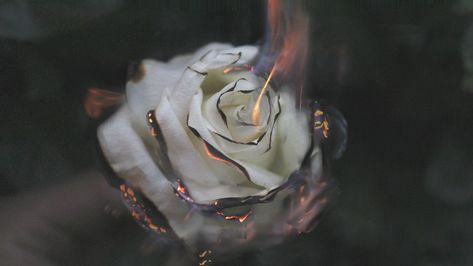 Cinemagraph of white rose on fire with flames and smoke Stock Footage #AD ,#rose#fire#Cinemagraph#white Rose On Fire, Burning Rose, Rose Aesthetic, Aesthetic Roses, The Better Man Project, Fire Flower, The Darkest Minds, Rosé Aesthetic, Trik Fotografi