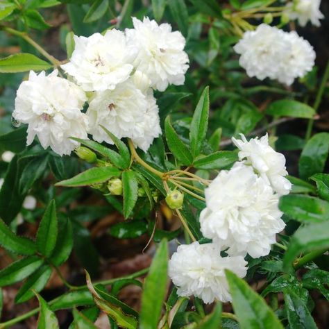 Rosa Banksiae Alba - he White Banksia Rose is a hardy, sprawling climber that grows quickly and robustly. The beautiful clusters of small, double white 'rose-like' flowers bloom in warmer months, covering the bush in yellow beauty. Ideal for specimen planting, climbing, colour contrast and as a feature. Train this evergreen to climb up a trellis, wall, fence or embankment to stunning effect. www.divineplantsonline.com.au Banksia Rose Climbing, White Climbing Roses Fence, Rosa Banksiae Rosea, Thornless Climbing Roses, Purple Climbing Roses, Iceberg Climbing Rose, Climbing Roses Trellis, Bathsheba Climbing Rose, New Dawn Climbing Rose