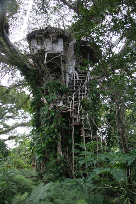 Amazing Secret Treehouse | Read More Info Fort In The Woods, Tree Homes, Wooden Tree House, Secret Base, Tree Fort, Cool Tree Houses, Picture Tree, Tree House Designs, Unusual Homes