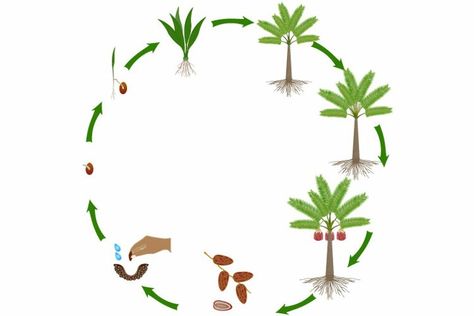 #grow #growth #harvest Tree Life Cycle, Date Plant, Dates Tree, Seed Balls, Date Palm, Palm Plant, Campaign Posters, Beige Wallpaper, Tree Illustration