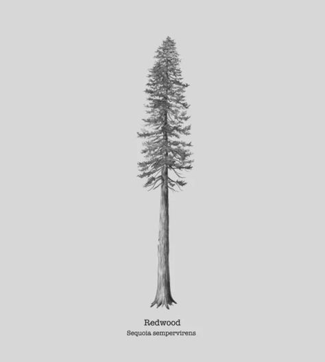 Redwood Tree Tattoo California, Redwood Tree Drawing, Tree Tattoo Calf, Redwood Tree Tattoo, Redwood Tattoo, Tree Roots Tattoo, Tattoos 2023, Pine Tree Drawing, Tree Tattoo Men