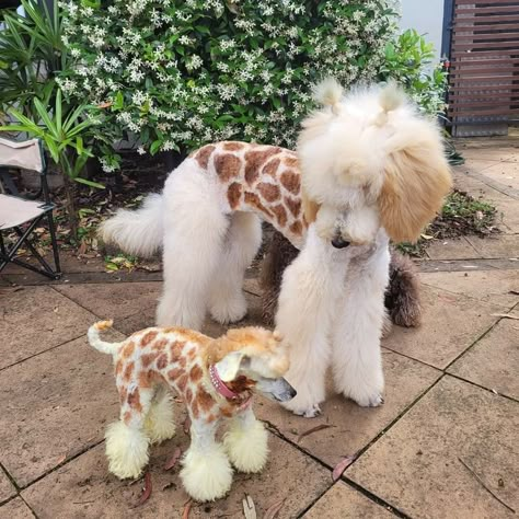 Giraffe Dog Dye, Dyed Poodle, Poodle Aesthetic, Doodle Cuts, Poodle Haircut Styles, Goldendoodle Haircuts, Dog Hair Dye, Dog Dye, Grooming Ideas