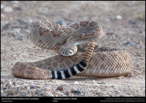 Diamondback Rattlesnake Tattoo, Western Rattlesnake, Rattlesnake Tattoo, Western Diamondback Rattlesnake, Diamondback Rattlesnake, Danger Noodle, Snake Photos, Western Gothic, North American Animals