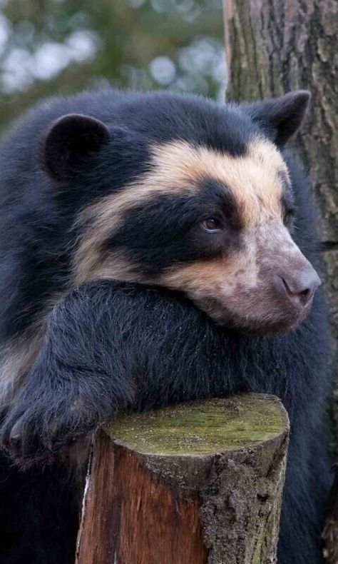 Spectacled Bear, Wildlife Wallpaper, Animal Guides, Bear Pictures, Pretty Animals, Bear Art, Jungle Animals, Animal Planet, Animal Photo