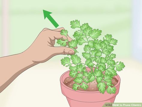 Pruning Cilantro, Harvest Herbs, How To Harvest Cilantro, Garden Tricks, Cilantro Plant, Pruning Plants, Growing Cilantro, Hydrangea Leaves, Drying Cilantro