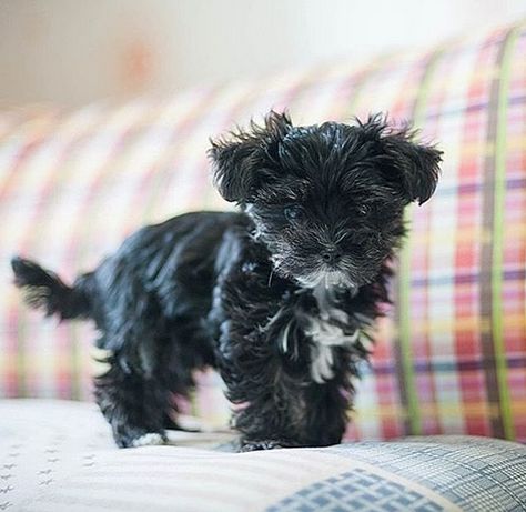 Top 95 Best Yorkipoo Dog Names | PetPress Yorki Poos, Black Yorkie Poo, Yorkipoo Dog, Dog Name Ideas, Chihuahua Poodle, Best Dog Names, Black Puppy, Yorkie Poo, Adorable Puppies