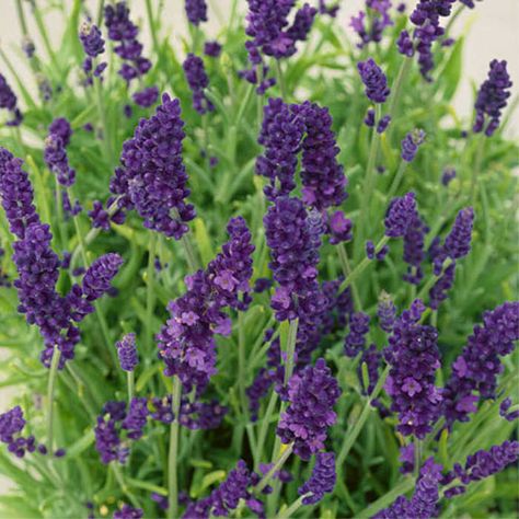 5 popular & easy to grow garden flowers perfect for lockdown | HELLO! Lavandula Hidcote, Lavender Hidcote, Lavender Hedge, Hedging Plants, English Lavender, Lawn Edging, Lavender Plant, Lavandula Angustifolia, Vibrant Flower