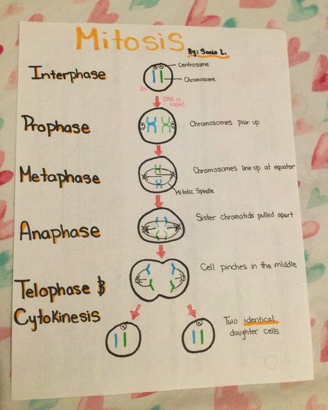 Steps to Mitosis!! Clean and Easy! Do it yourself! Biology Revision Gcse Mitosis, Biology Notes Mitosis, Stages Of Mitosis Drawing, Mitosis And Meiosis Notes, Mitosis Poster, Mitosis Drawing, Mitosis Notes, Mitosis Diagram, Biology Mitosis