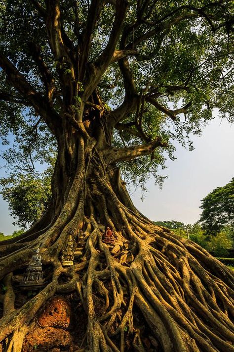 holy tree: Ormanlık Alan, Weird Trees, Bodhi Tree, Sacred Tree, Old Trees, Ancient Tree, Unique Trees, Tree Roots, Tree Hugger