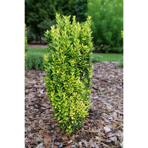 Japanese Holly, Proven Winners Perennials, Japanese Plants, Long Blooming Perennials, Broadleaf Evergreen, Garden Calendar, Glow Stick, Easy Care Plants, Proven Winners