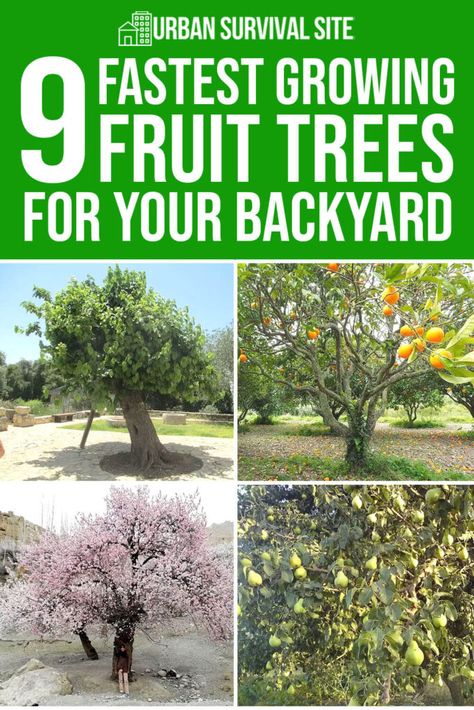 You won’t get a fruit harvest the first year you plant a tree, but if you pick a fast-growing fruit tree, you'll get fruit sooner. Farm Food Ideas, Fast Growing Fruit Trees, Citrus Tree Indoor, Fruit Trees In Containers, Fruit Harvest, Mandarin Tree, Growing Fruit Trees, Apricot Tree, Garden Food