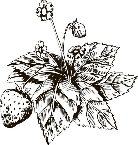 Strawberries pencil drawing. Bush of strawberry with leaves, flowers and berries. Botanical drawing Strawberry Bush Drawing, Stem Drawing, Bush Drawing, Strawberry Bush, Botanical Drawing, Botanical Drawings, Pencil Drawing, Pencil Drawings, Strawberries