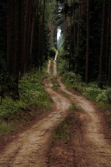 Forest Path Aesthetic, Lithuania Nature, Appalachian Gothic, Road In Forest, Ted Kaczynski, Lakeside Cabin, Beautiful Roads, Outdoor Stairs, Forest Path