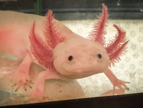 Tiger Salamander, Axolotl Tank, Axolotl Cute, Fortnite Birthday, Cute Axolotl, Cute Reptiles, Cute Fish, Aquatic Animals, Reptiles And Amphibians