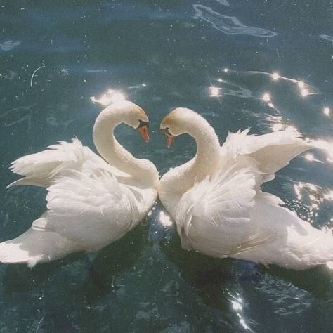 Swan Pictures, Barbie Swan Lake, Swan Painting, Swan Song, Swan Lake, Aesthetic Images, Christmas Aesthetic, Nature Aesthetic, Swans