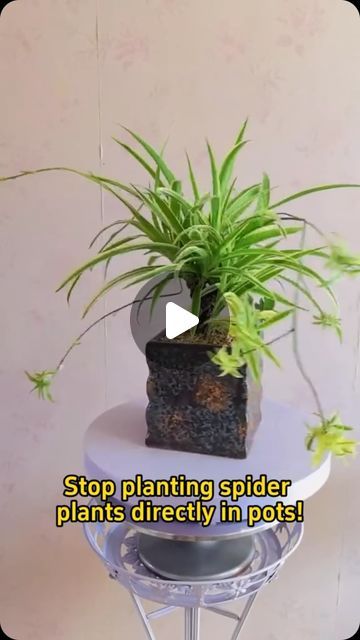 Home Gardening on Instagram: "#garden #gardening #plants #indoorgarden #houseplants #indoorplants #homegarden #planting #spiderplant" Home Gardening Ideas Indoor Plants, Plants For Dark Corners, Spider Plant Bonsai, Spider Plant Potting Ideas, Spider Plant Decor Ideas, Plants In Kitchen Ideas, Spider Plants Indoor, Spider Plant Decor, Spider Plant In Water