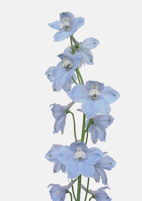 Blue Flowers White Background, Blue Iris Flowers, White Lily Flower, Blue Delphinium, Blue Garden, Light Blue Background, Violet Flower, White Lilies, Iris Flowers