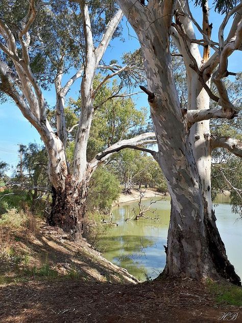 Gum Tree Photography, River Red Gum, Landscape Reference Photos, Australian Landscapes, Australian Nature, River Stream, Art For Walls, Australia Landscape, Trees Photography