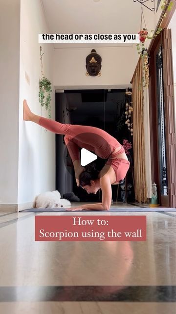 Apsara Vydyula on Instagram: "This is not meant for total beginners. I’m sharing with you how I learnt to transition from Pincha Mayurasana (forearm stand) to Vrischikasana (scorpion). Using the wall as a support to learn this transition provides stability and safety. The wall offers a secure backdrop that allows you to explore the pose without fear of falling, helping you build confidence and understand proper alignment. This method is great for safely deepening your practice and mastering the balance and backbend involved in Scorpion Pose. 🦂  _________________ . . . . . . #yogainspiration #loveyourbody #yogajourney #yogateacher #yogacommunity #yogaclass #yogatutorials #yogareels #yogajourney #yogaposes #asanapractice #inversion #headstand #backbend #wellnesswednesday #yogaathome" Pincha Mayurasana, Scorpion Pose, Forearm Stand, Fear Of Falling, Head Stand, Yoga Community, Wellness Wednesday, Yoga At Home, Loving Your Body