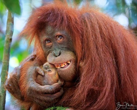 Sumatran Orangutan Society on Instagram: “It's the weekend, so here's a happy photo by @zacmillsphotography. Zac took this photo in 2018 in Gunung Leuser National Park. He says…” Gunung Leuser National Park, Sumatran Orangutan, Animal Funny, Happy Photos, Great Ape, Interesting Animals, Primates, Wild Animals, Funny Pics